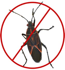 Box Elder Bug