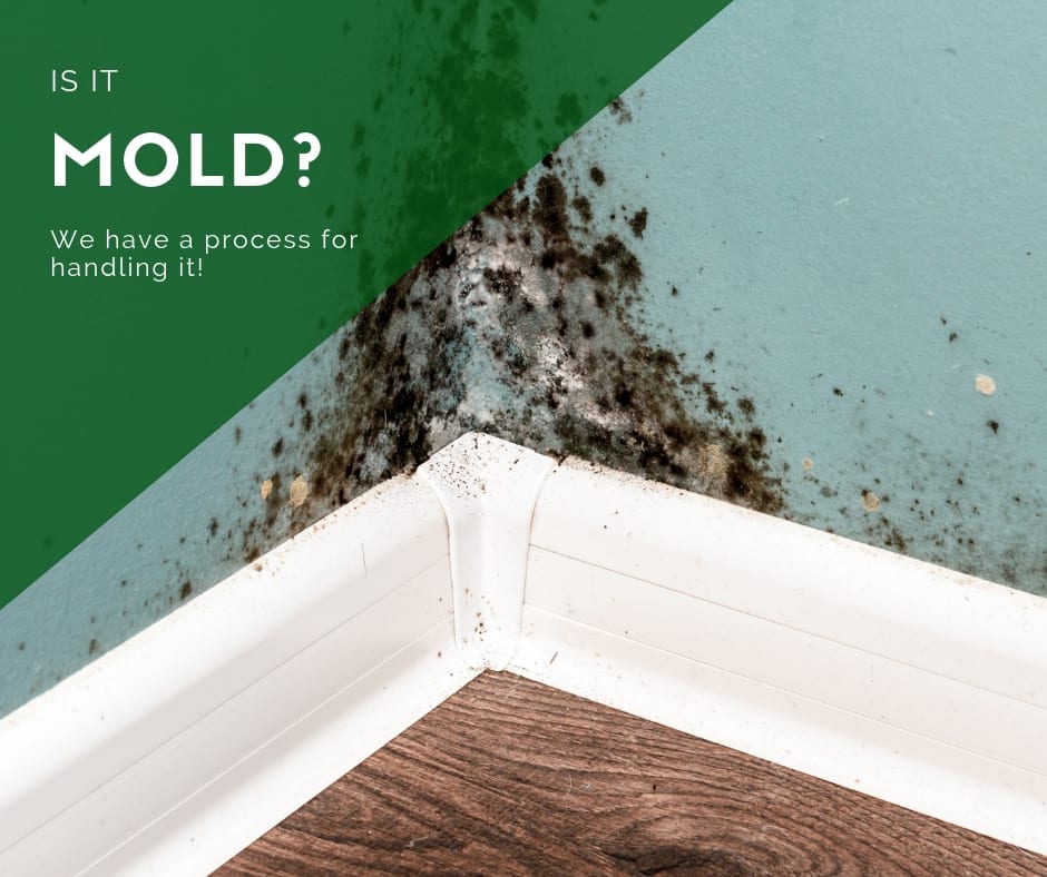 what do I do if there is mold on the rental property