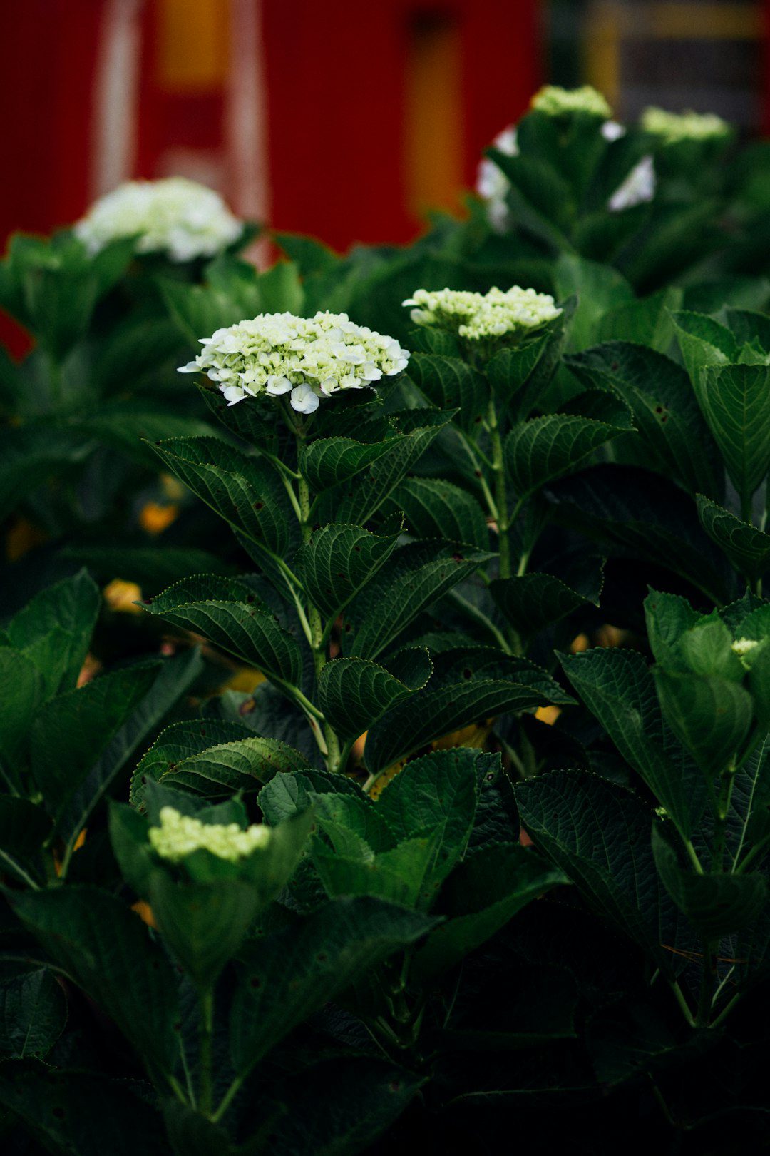 white flower with green leaves