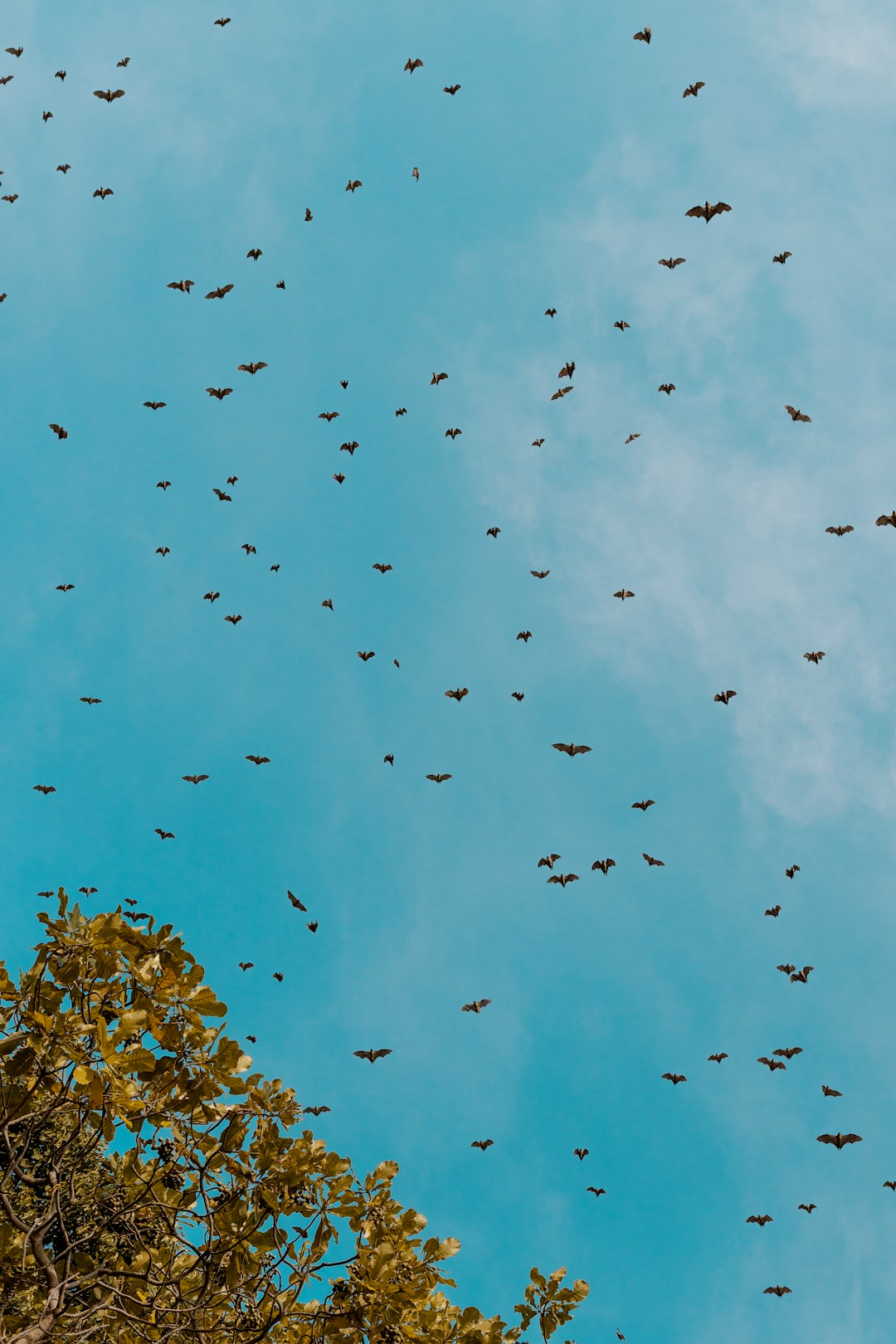 Photo by Serrah Galos flock of birds flying under blue sky