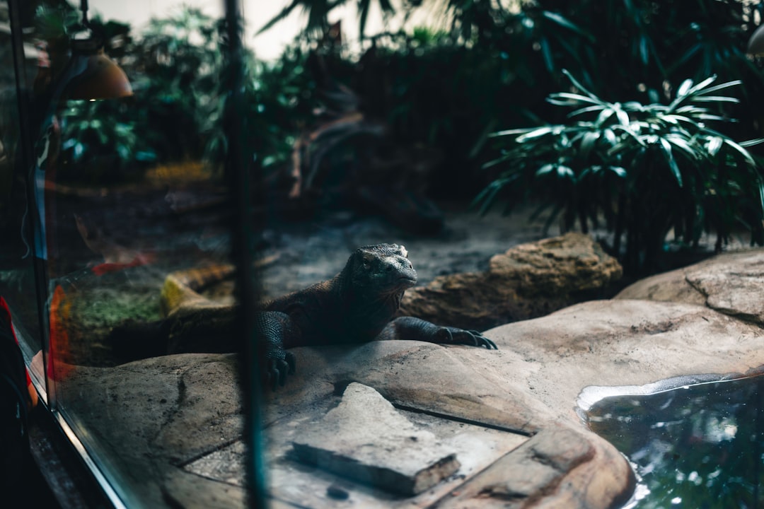 Photo by Ali Kazal A lizard rests on rocks near water in a terrarium.