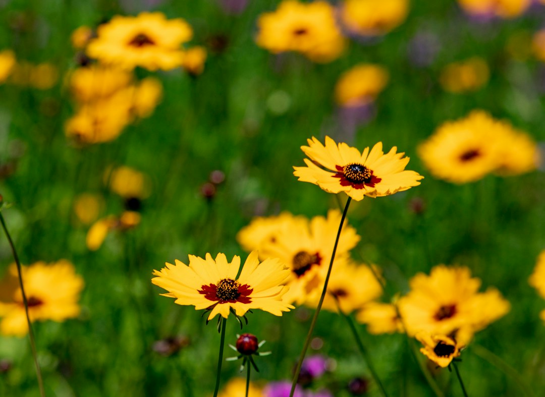 Photo by Alan Youngblood yellow flower in tilt shift lens