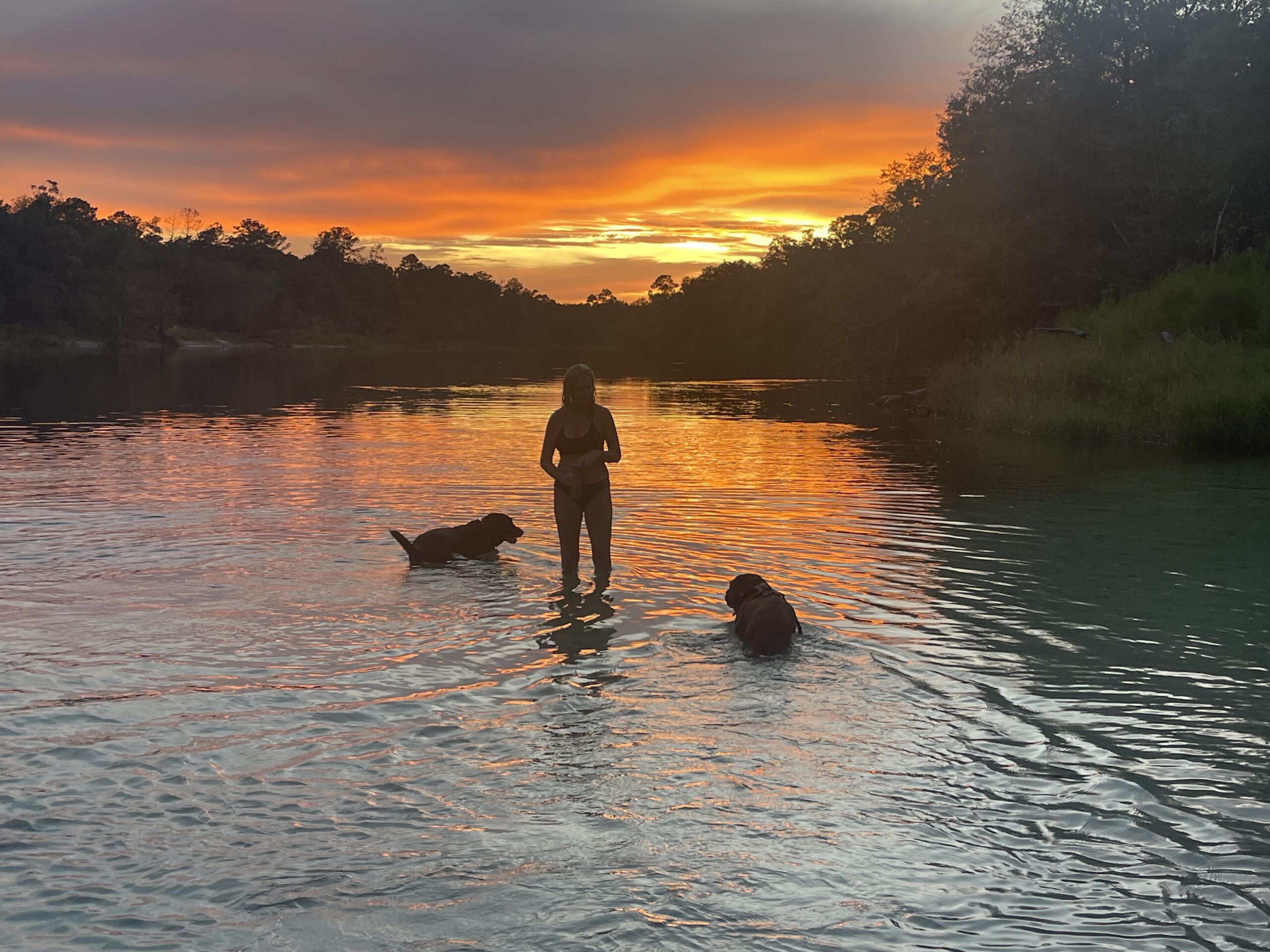 Dogs and sunset