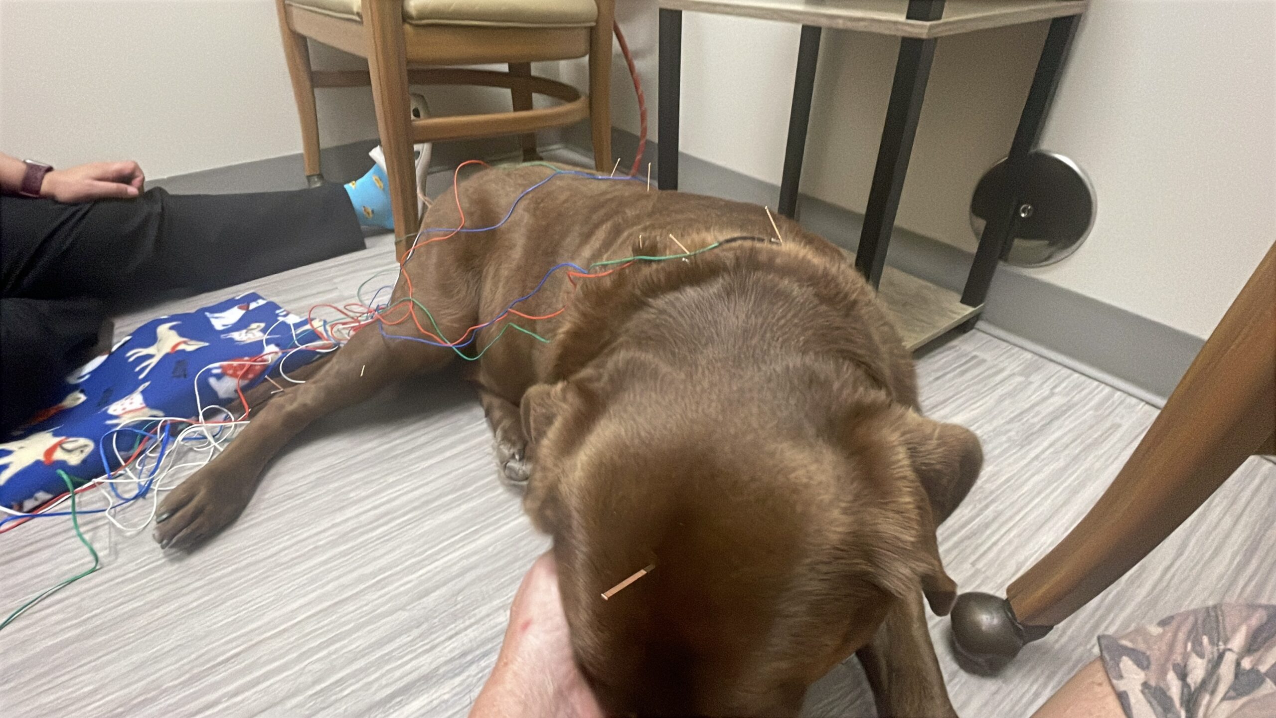 Peppers accupuncture 2