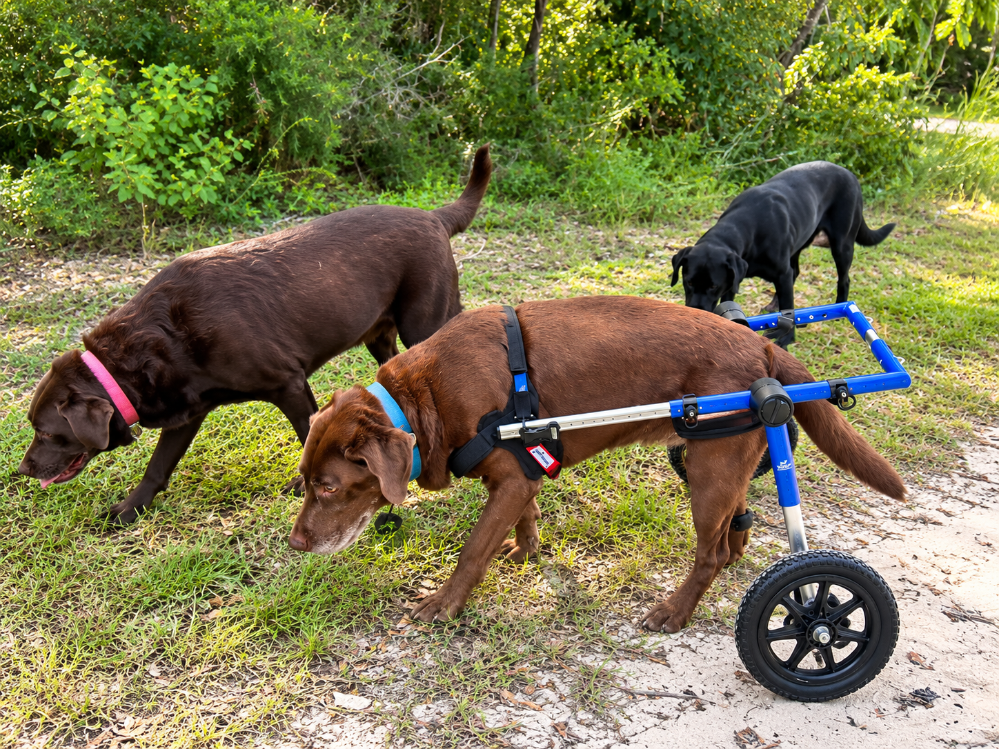 Peppers and the pack