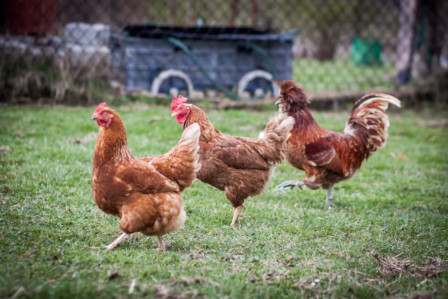 chicken!